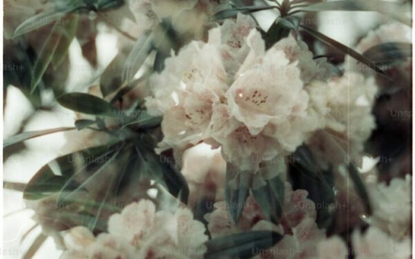 How to Grow Clematis: Queen of Climbing Plants