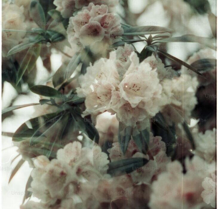 How to Grow Clematis: Queen of Climbing Plants