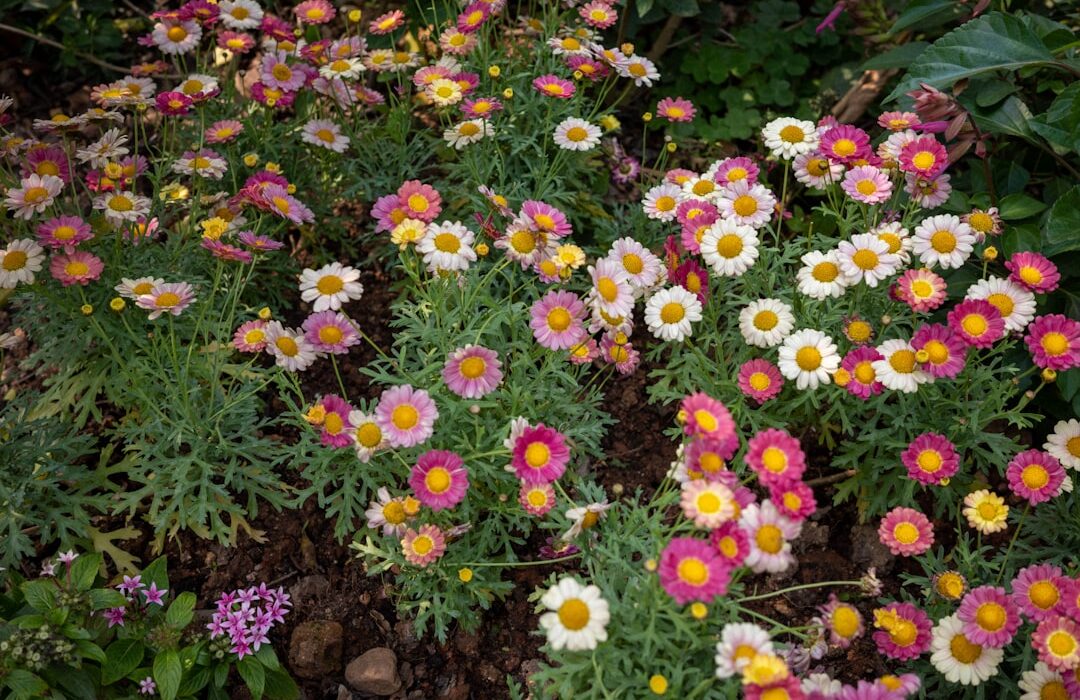How to Grow Cosmos: The Easiest Annual Flower from Seed