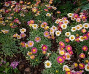 How to Grow Cosmos: The Easiest Annual Flower from Seed