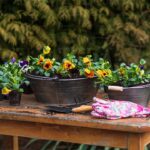 How to Grow Dahlias in Containers: Stunning Patio Blooms