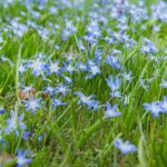 How to Grow Flax for Seeds and Linen Fiber