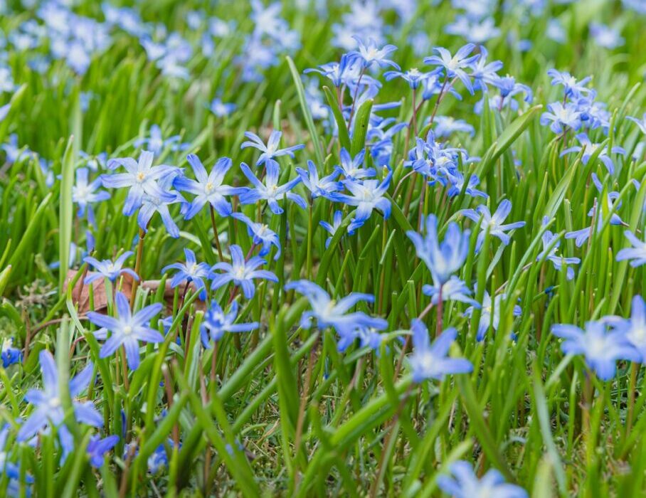 How to Grow Flax for Seeds and Linen Fiber