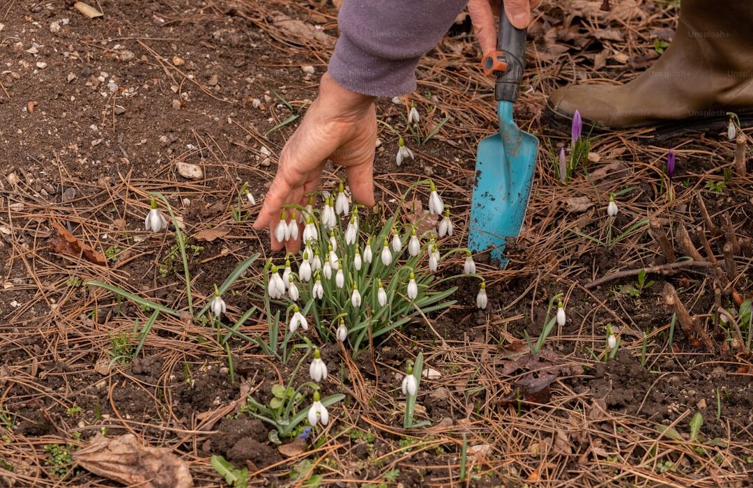 How to Grow Garlic: Planting, Growing, and Curing Complete Guide