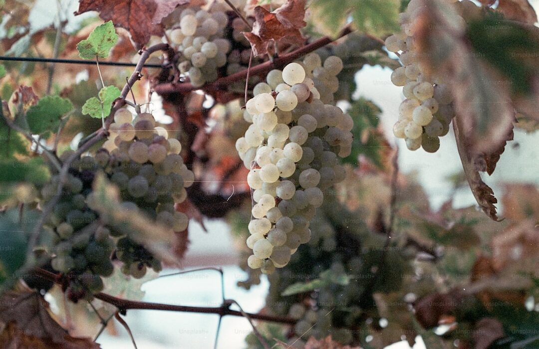 How to Grow Grape Vines in Small Spaces: Compact Varieties