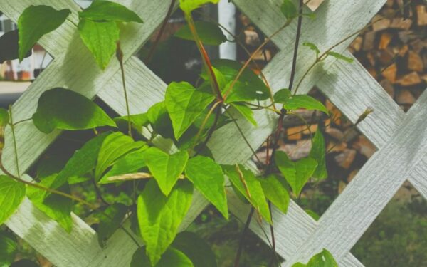 How to Grow Kiwi Vines: Hardy and Fuzzy Varieties