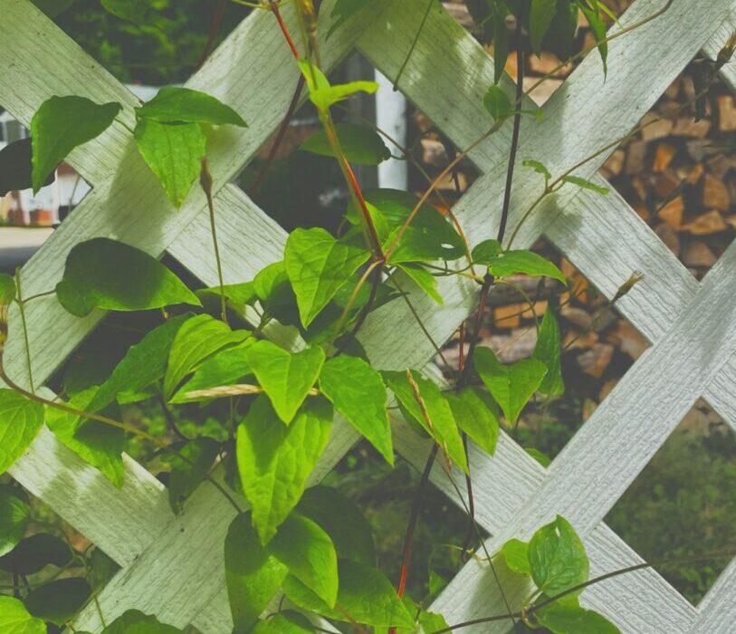 How to Grow Kiwi Vines: Hardy and Fuzzy Varieties