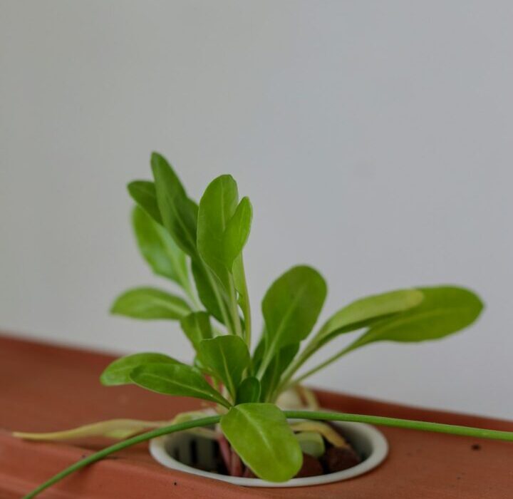 How to Grow Microgreens Without Soil: Hydroponic Method