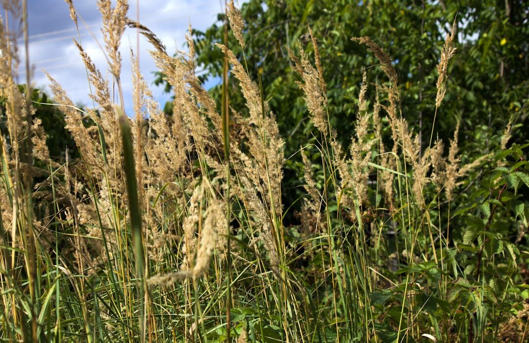 How to Grow Millet: Ancient Grain for Modern Gardens