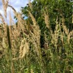 How to Grow Millet: Ancient Grain for Modern Gardens