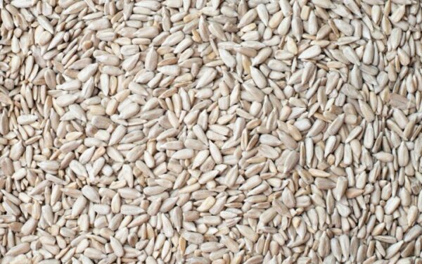 How to Grow Oats at Home for Oatmeal and Cover Crop