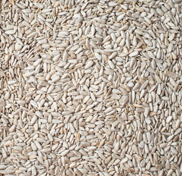 How to Grow Oats at Home for Oatmeal and Cover Crop