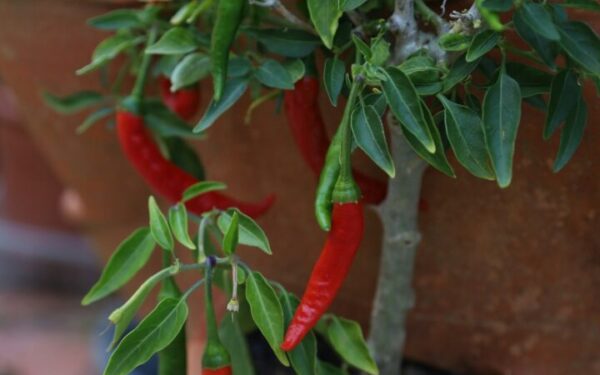 How to Grow Peppers from Seed to Harvest: Hot and Sweet Varieties