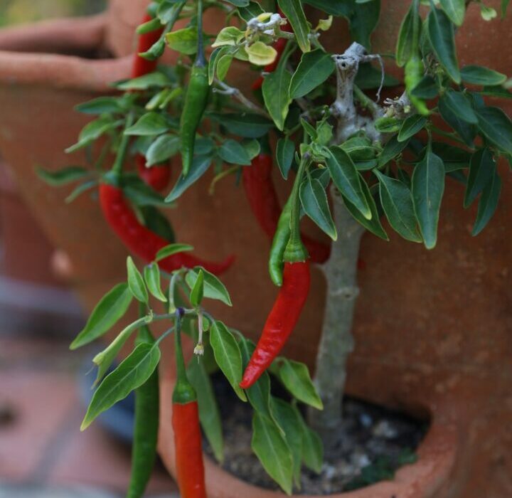How to Grow Peppers from Seed to Harvest: Hot and Sweet Varieties