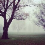 How to Grow Rice in Containers and Small Spaces