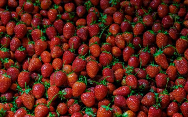 How to Grow Strawberries in Containers: Year-Round Berry Guide