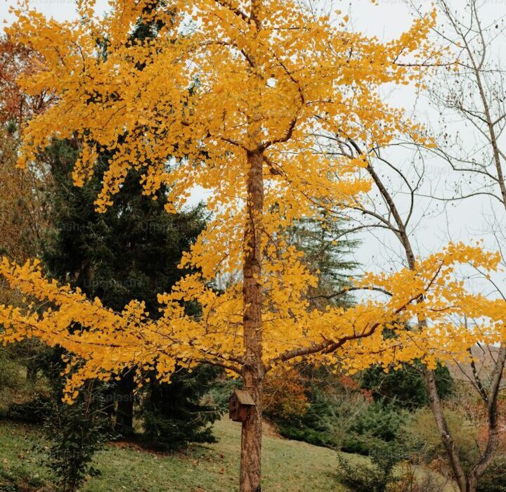 How to Grow Sunflowers: Giant, Dwarf, and Multi-Stem Varieties