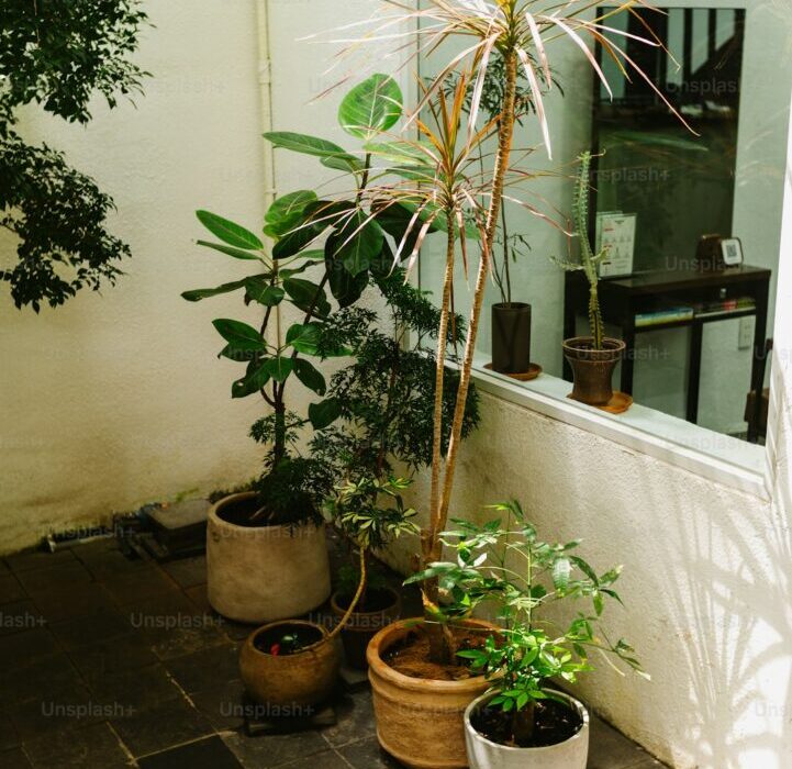 How to Grow Tomatoes in Containers: Complete Beginner's Guide