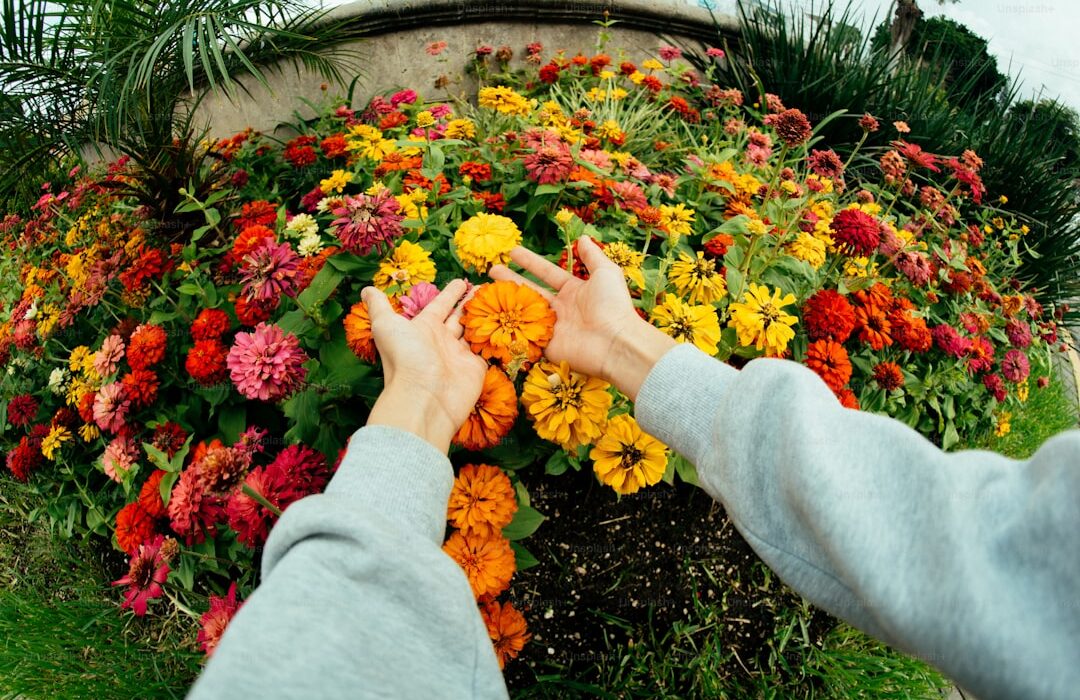 How to Grow Zinnias from Seed: Cut Flower Garden Guide