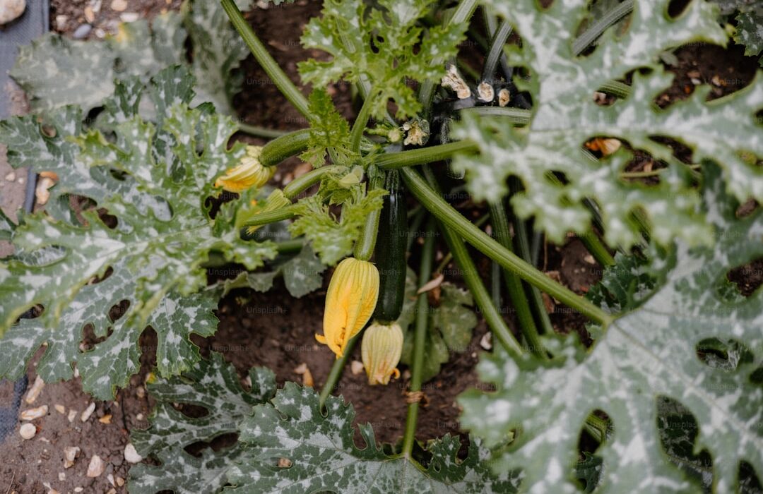 How to Grow Zucchini