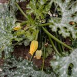 How to Grow Zucchini
