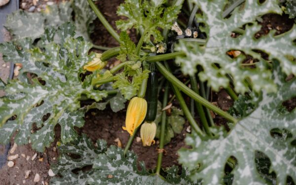 How to Grow Zucchini