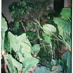 How to Increase Humidity for Tropical Houseplants Indoors