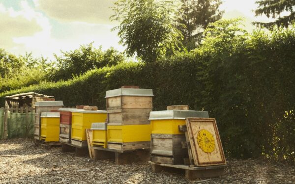 How to Keep Bees for Beginners: Backyard Beekeeping Guide