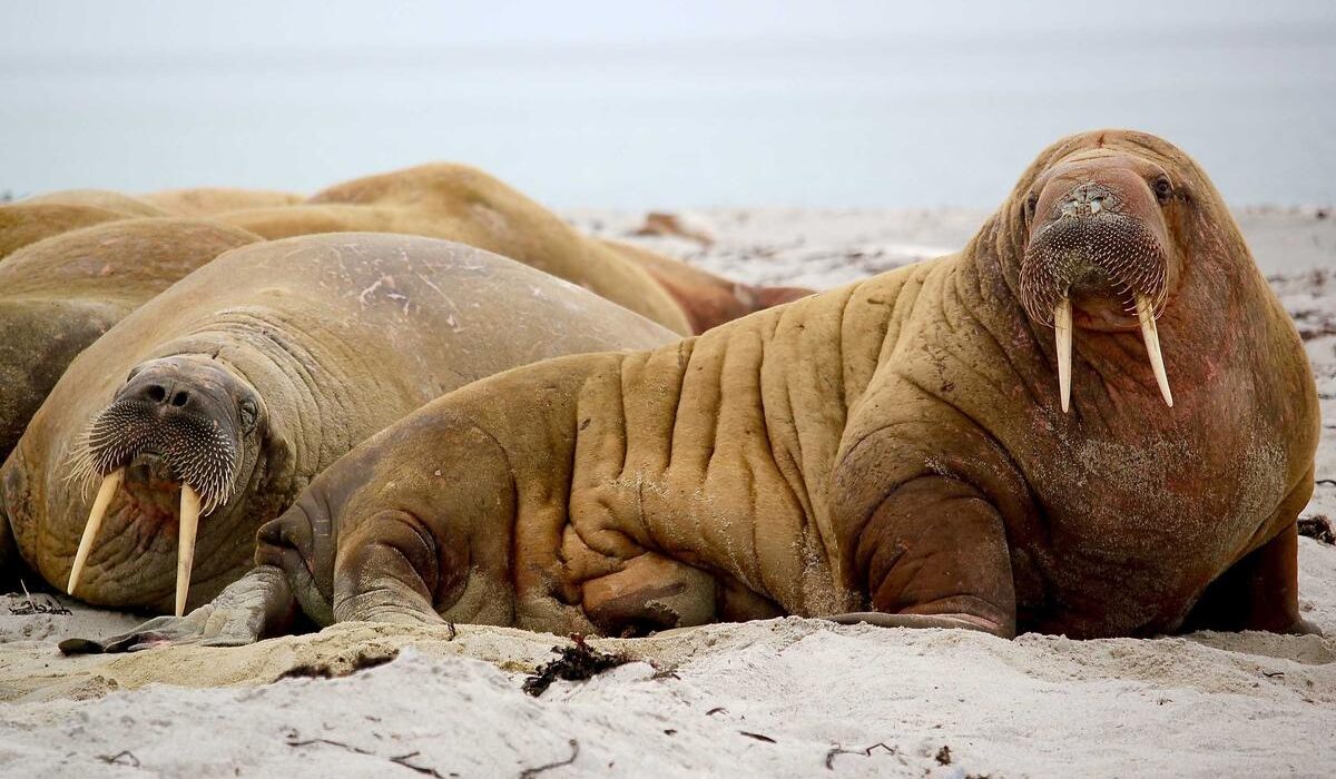 How to Kill Weeds Naturally Without Chemicals