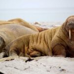 How to Kill Weeds Naturally Without Chemicals