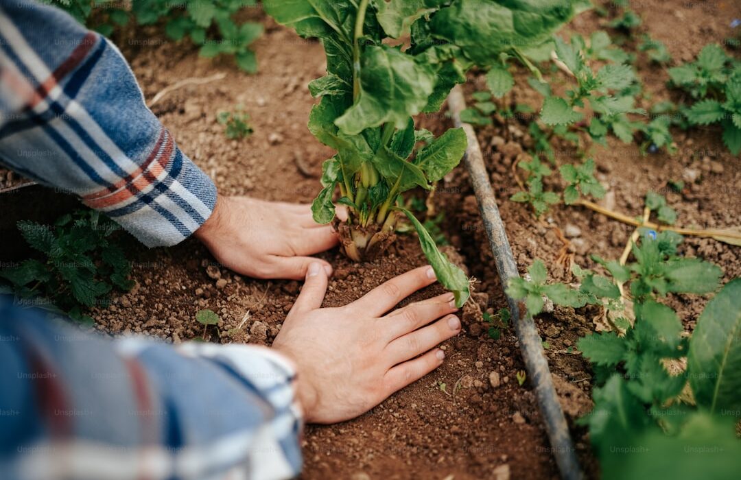How to Plant a Tree Correctly: The Step Everyone Gets Wrong