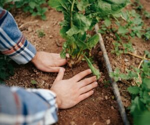 How to Plant a Tree Correctly: The Step Everyone Gets Wrong