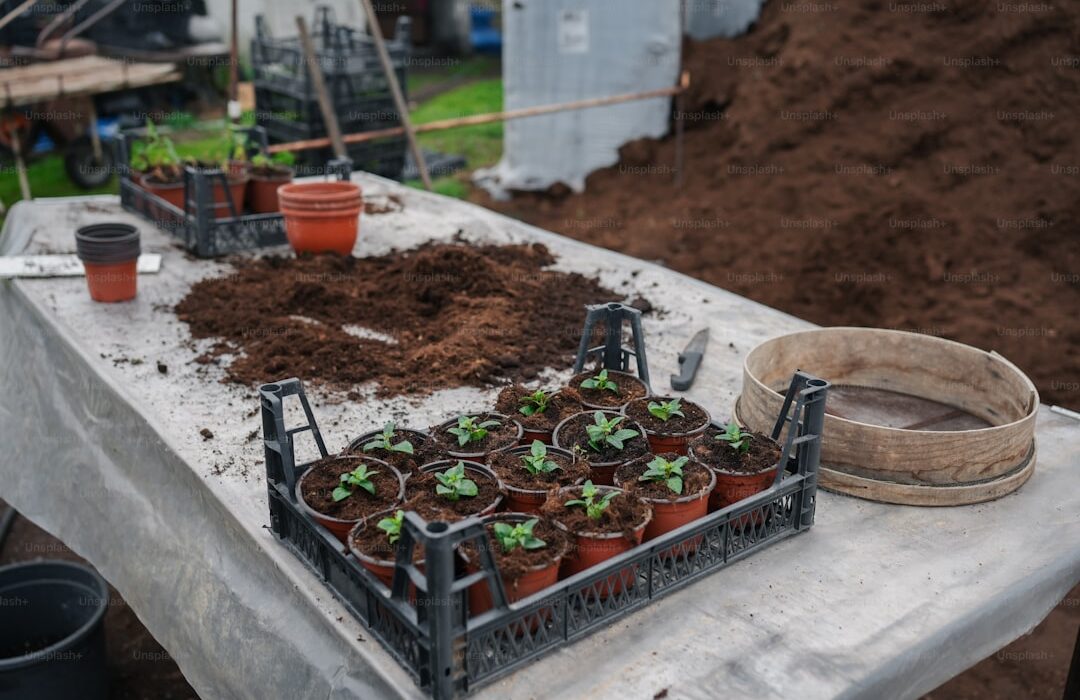 How to Plant Ground Cover: Spacing, Preparation, and Care