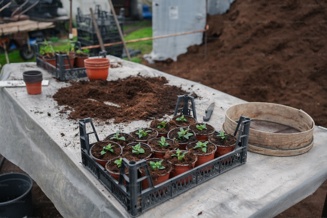 How To Grow Ground Cover From Seeds