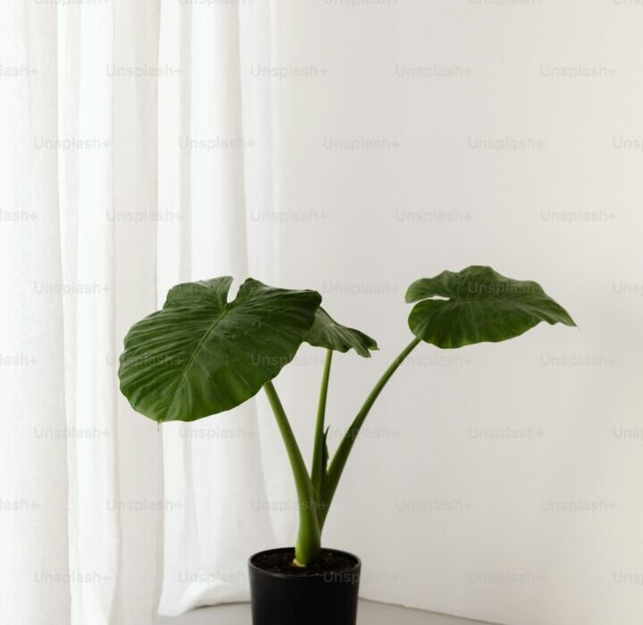 How to Plant, Grow, and Care for Alocasia