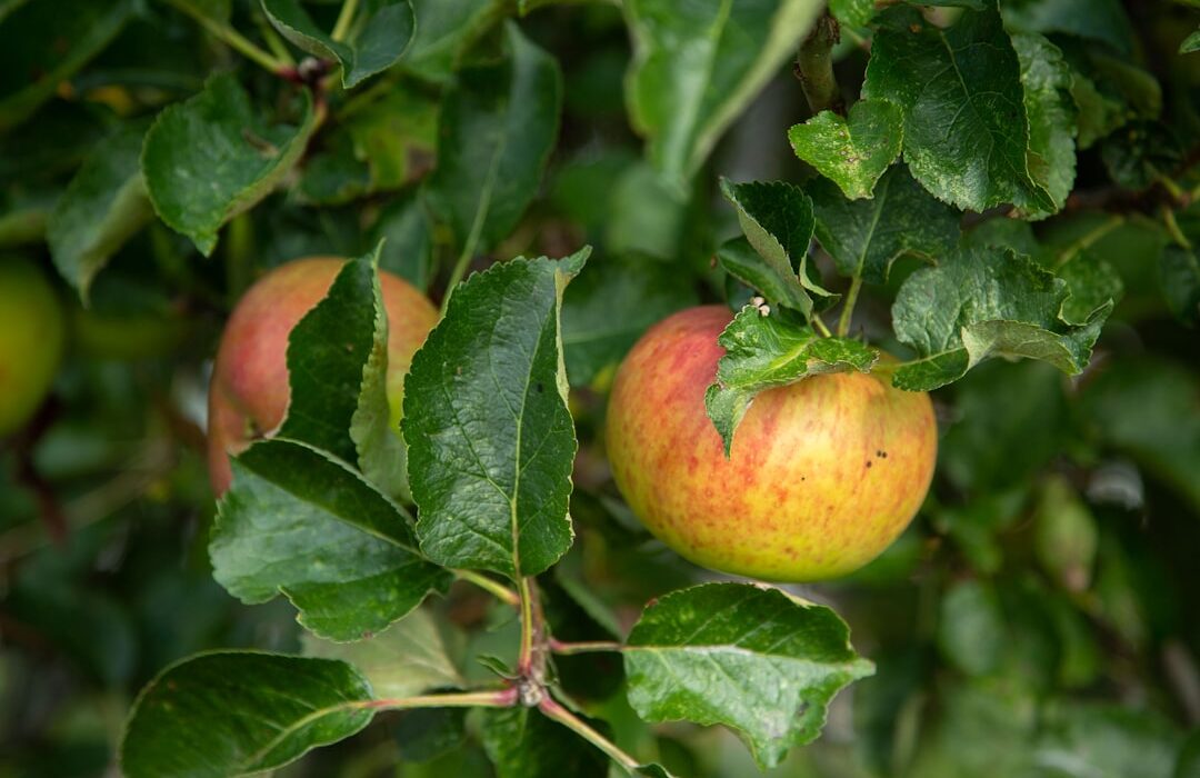How to Plant, Grow, and Care for Apple Trees