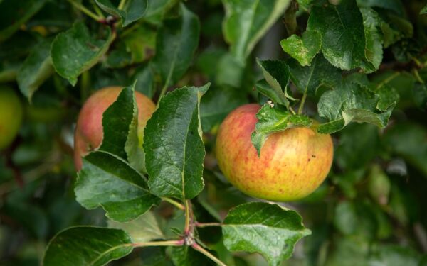 How to Plant, Grow, and Care for Apple Trees