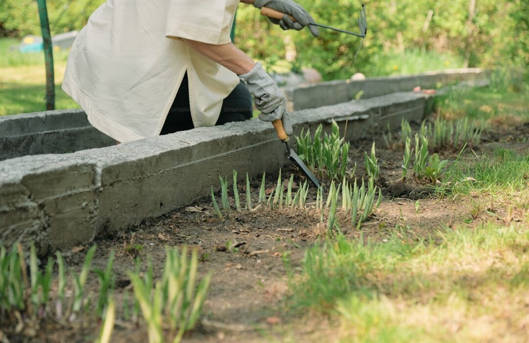 How to Plant, Grow, and Care for Asparagus