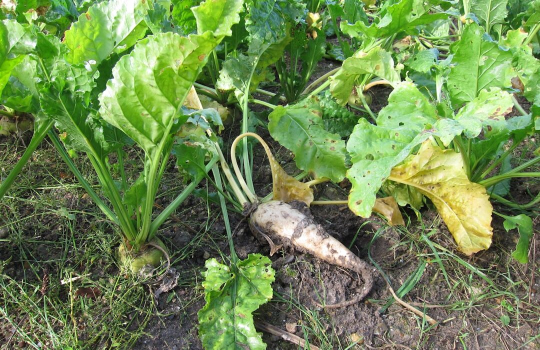 How to Plant, Grow, and Care for Beets