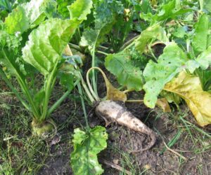 How to Plant, Grow, and Care for Beets