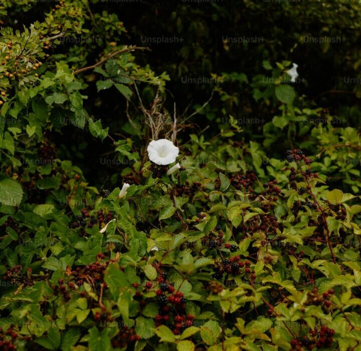 How to Plant, Grow, and Care for Black-Eyed Susans