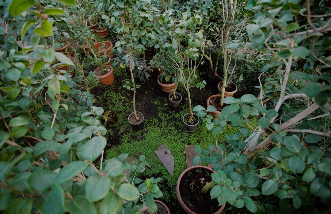 How to Plant, Grow, and Care for Brussels Sprouts