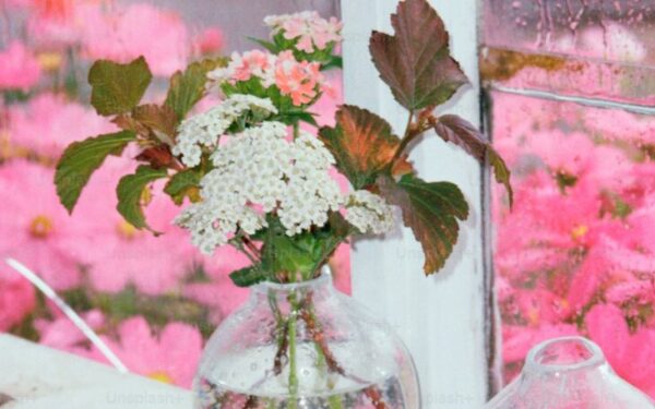 How to Plant, Grow, and Care for Caladiums