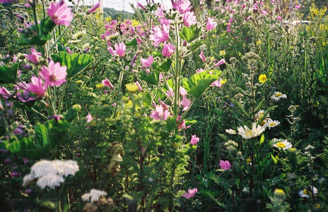 How to Plant, Grow, and Care for Chamomile