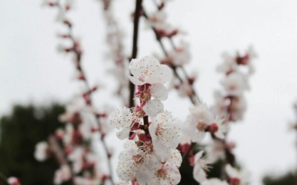 How to Plant, Grow, and Care for Cherry Trees