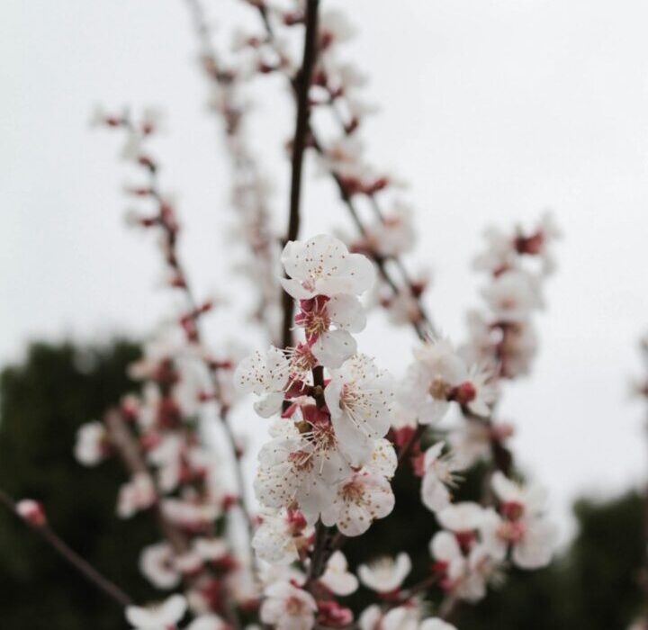 How to Plant, Grow, and Care for Cherry Trees