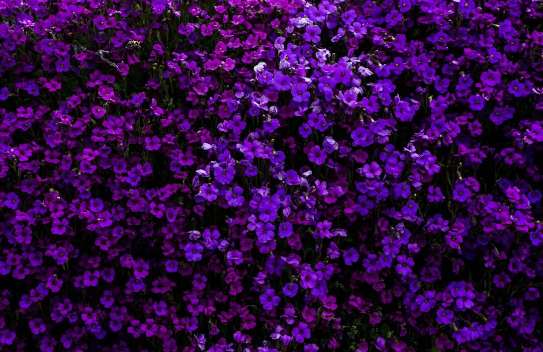 How to Plant, Grow, and Care for Chives