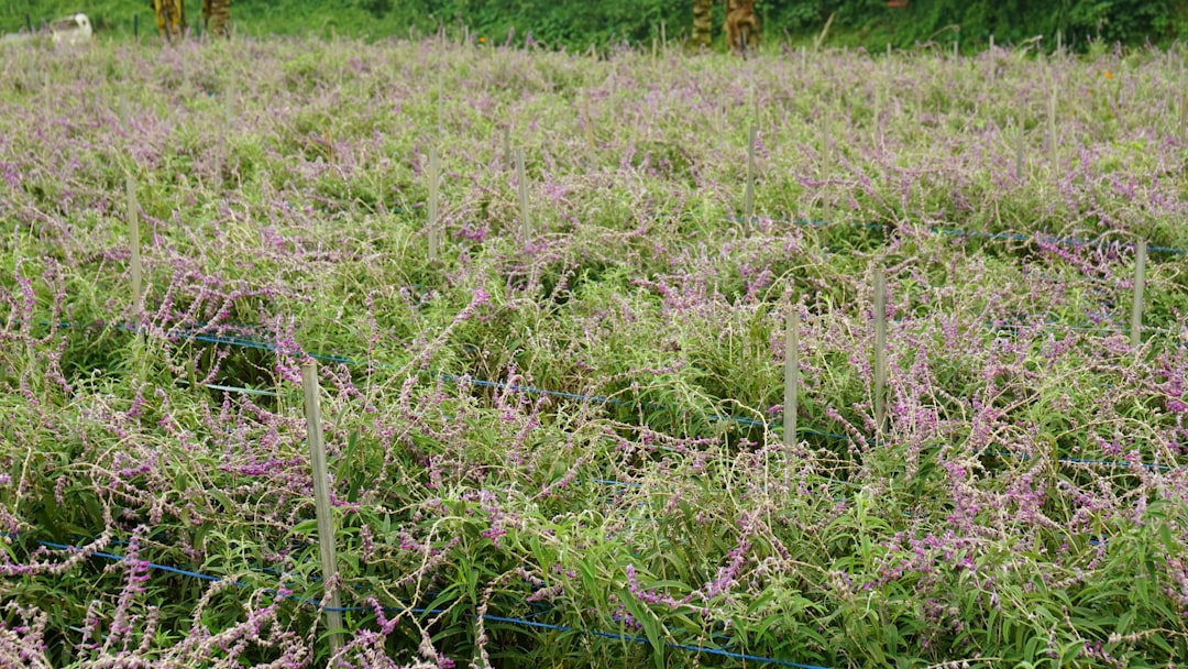 How to Plant, Grow, and Care for Cilantro Without It Bolting