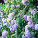 How to Plant, Grow, and Care for Clematis