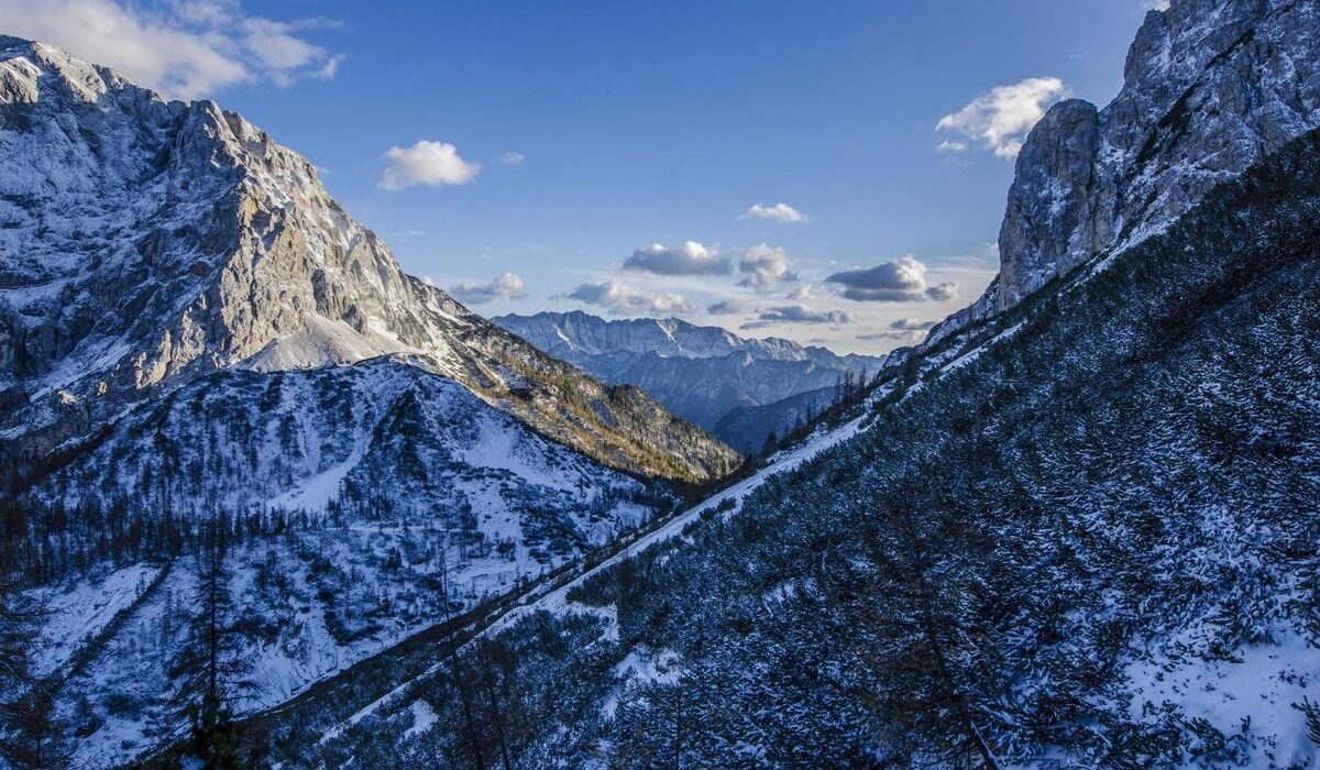 How to Plant, Grow, and Care for Coleus